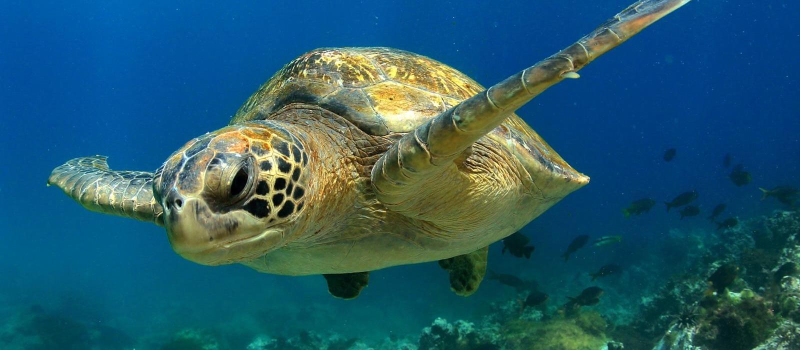 泰达岛酒店(Thanda Island) 图片  www.lhw.cn